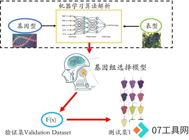 我国科学家提出人工智能推动葡萄育种新方法 我国科学家提出人工智能推动葡萄育种新方法