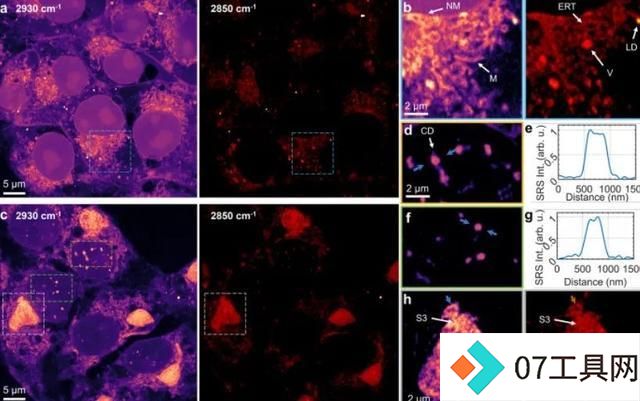 科学家用AI开发受激拉曼纳米成像技术,分辨率可达86纳米 科学家用AI开发受激拉曼纳米成像技术,分辨率可达86纳米