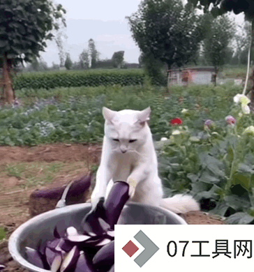 让千万网友着迷的 AI 巫师猫,凭什么成为小红书和 Instagram 的新顶流 让千万网友着迷的 AI 巫师猫,凭什么成为小红书和 Instagram 的新顶流