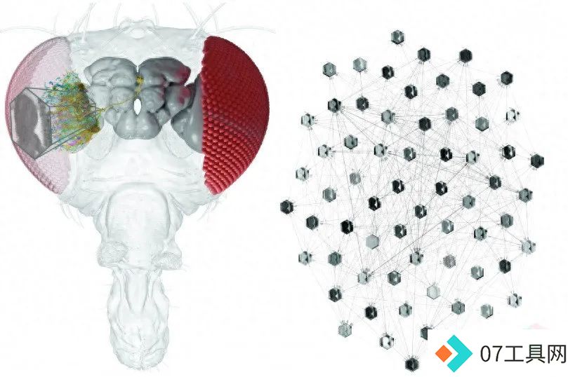 利用AI，研究人员可以对单个神经元的行为进行预测